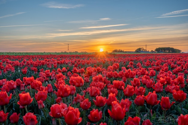 scenic view of field against sky during sunset