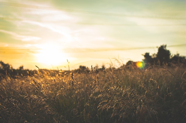 Scenic view of field against sky at sunset