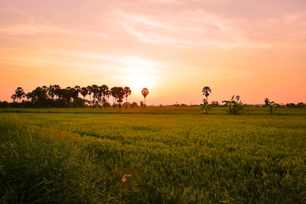 夕暮れの空を背景にした田舎の景色