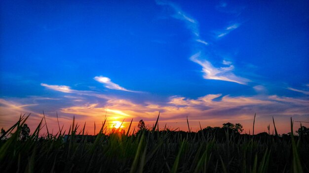 Scenic view of field against sky at sunset