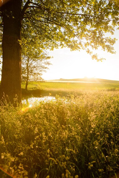 Scenic view of field against sky at sunset