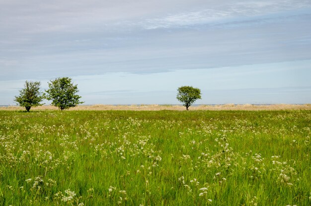 Scenic view of field against sky