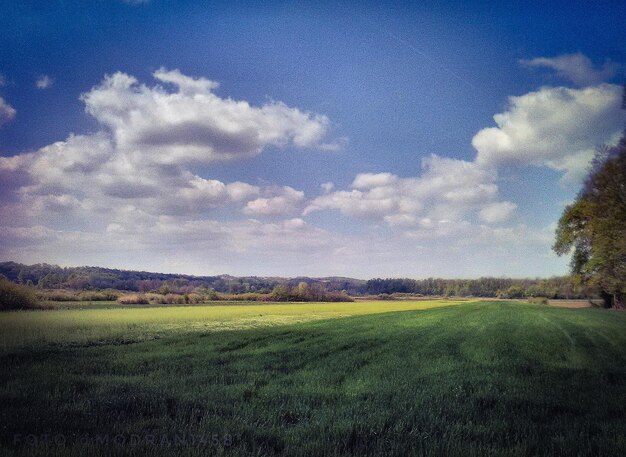 Scenic view of field against sky