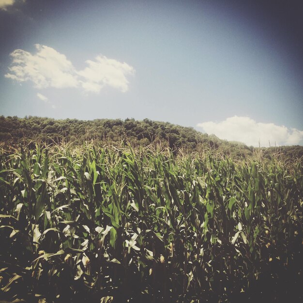 Photo scenic view of field against sky