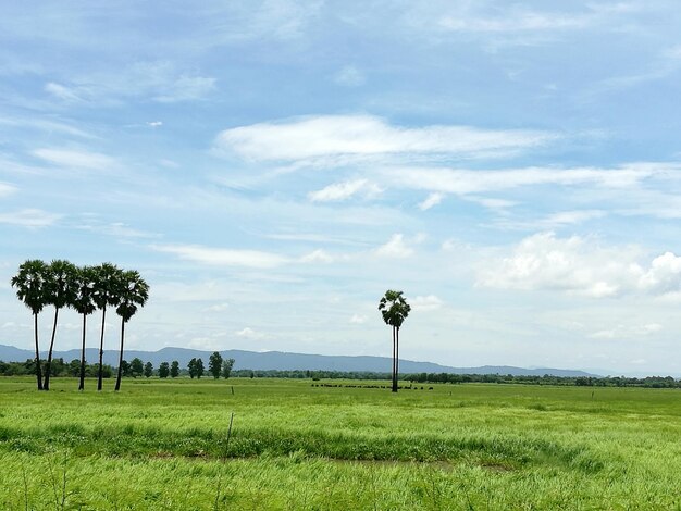 Scenic view of field against sky