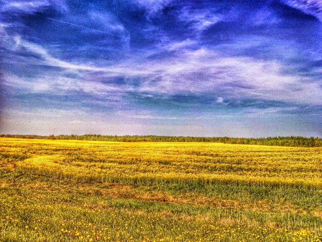 Scenic view of field against sky