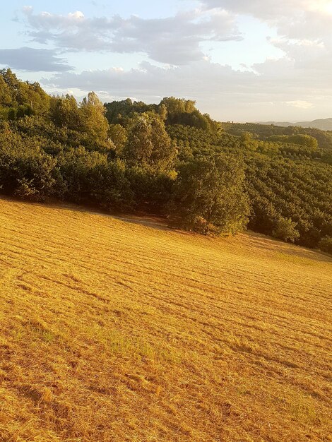 Photo scenic view of field against sky