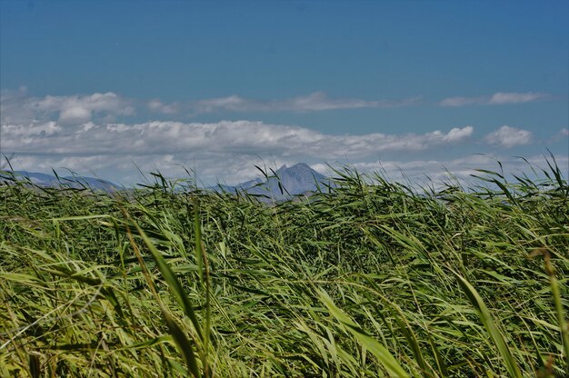 Foto vista panoramica del campo contro il cielo