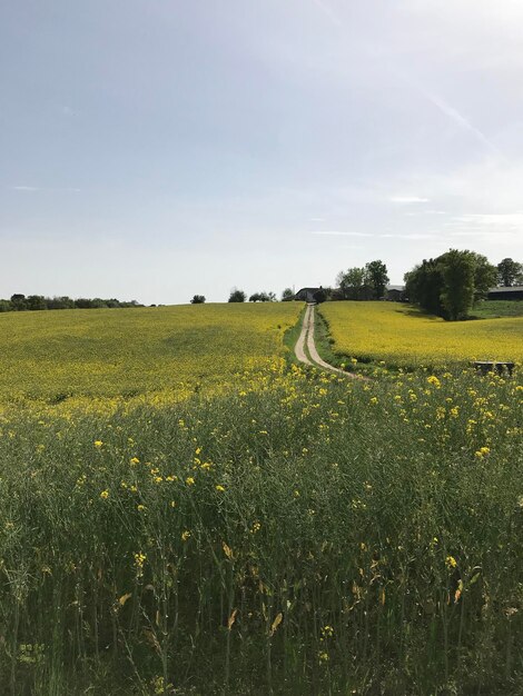 Foto vista panoramica del campo contro il cielo