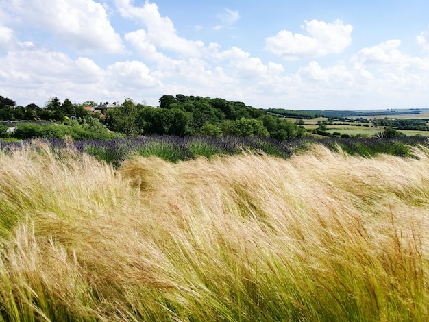 Photo scenic view of field against sky