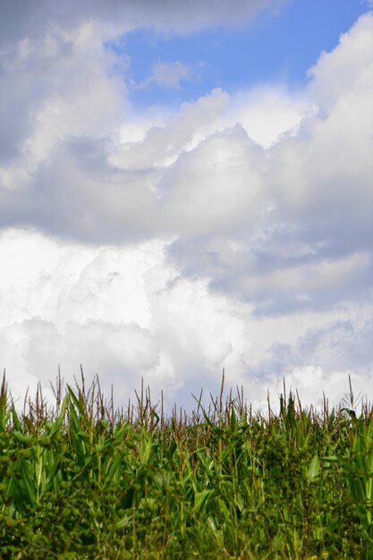 Foto vista panoramica del campo contro il cielo