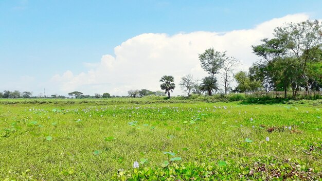 Scenic view of field against sky