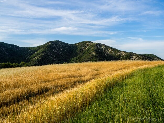 Photo scenic view of field against sky