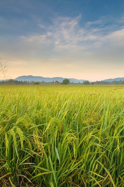 Foto vista panoramica del campo contro il cielo