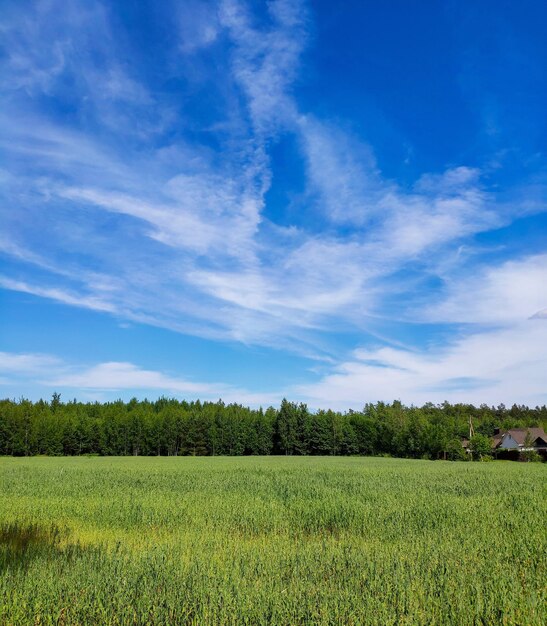 Scenic view of field against sky