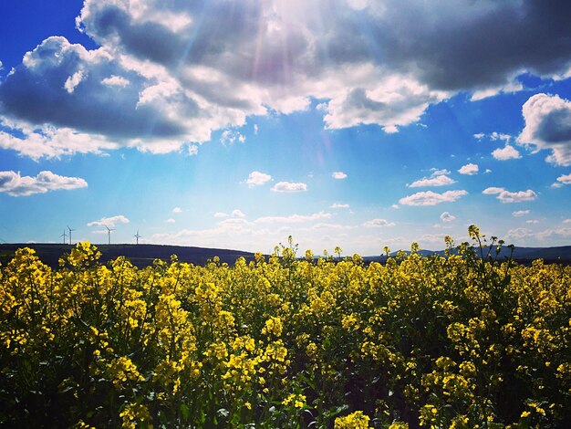 Foto vista panoramica del campo contro il cielo