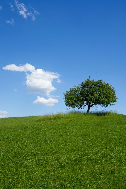 Foto vista panoramica del campo contro il cielo