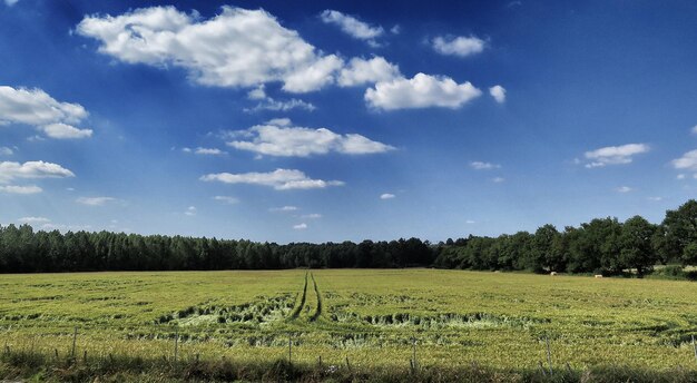 Foto vista panoramica del campo contro il cielo