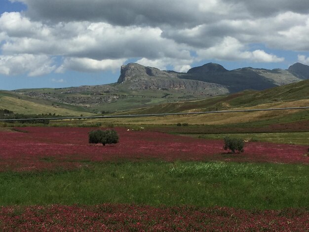 Scenic view of field against sky