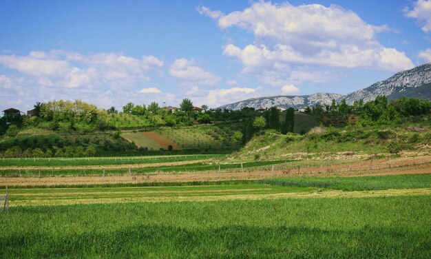 Scenic view of field against sky