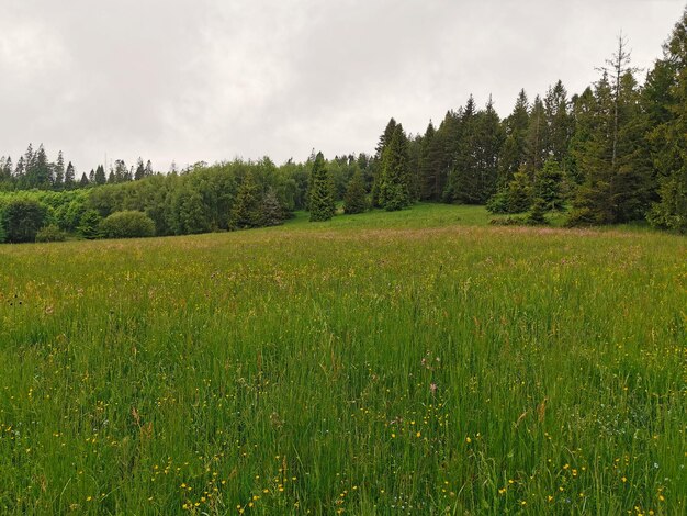 Photo scenic view of field against sky