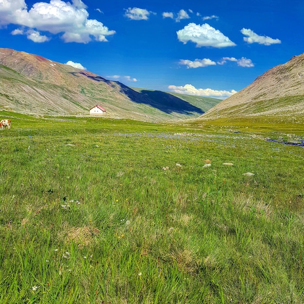 Foto vista panoramica del campo contro il cielo