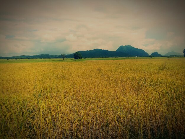 Scenic view of field against sky