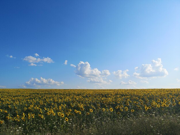 Photo scenic view of field against sky