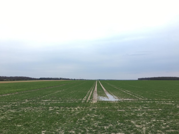 Foto vista panoramica del campo contro il cielo