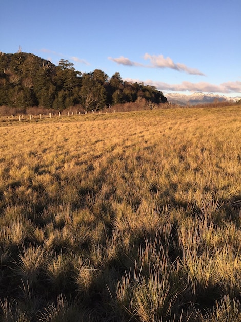 Photo scenic view of field against sky