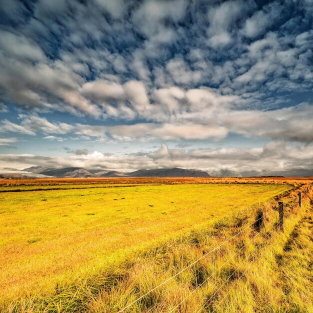 Scenic view of field against sky