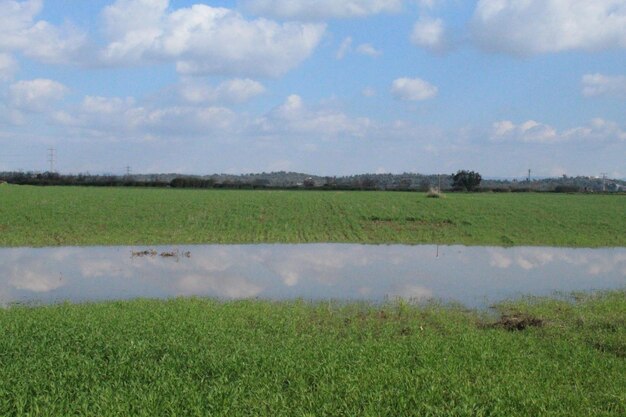 Scenic view of field against sky