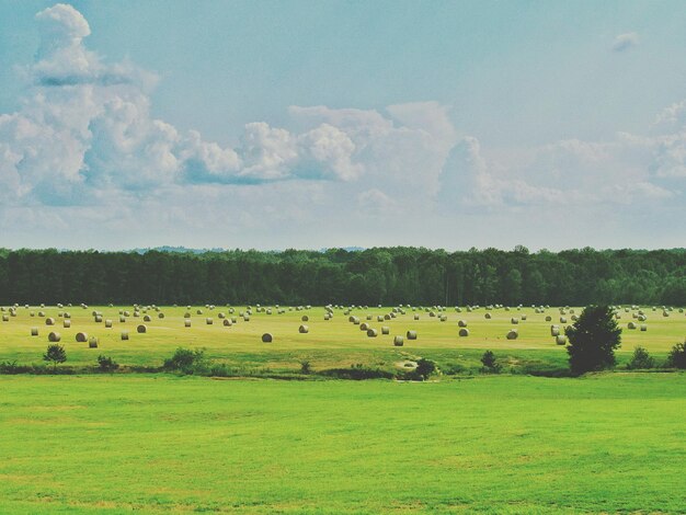 Scenic view of field against sky