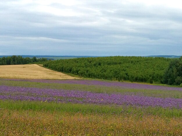 Scenic view of field against sky