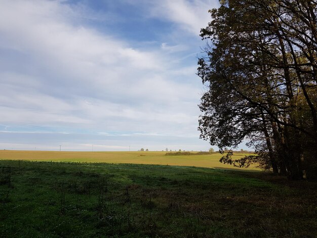 Scenic view of field against sky