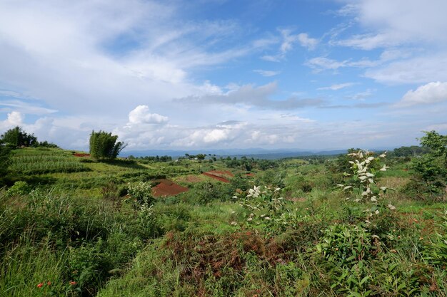 Scenic view of field against sky