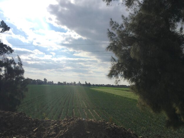 Scenic view of field against sky