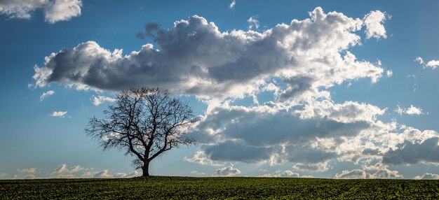 Foto vista panoramica del campo contro il cielo