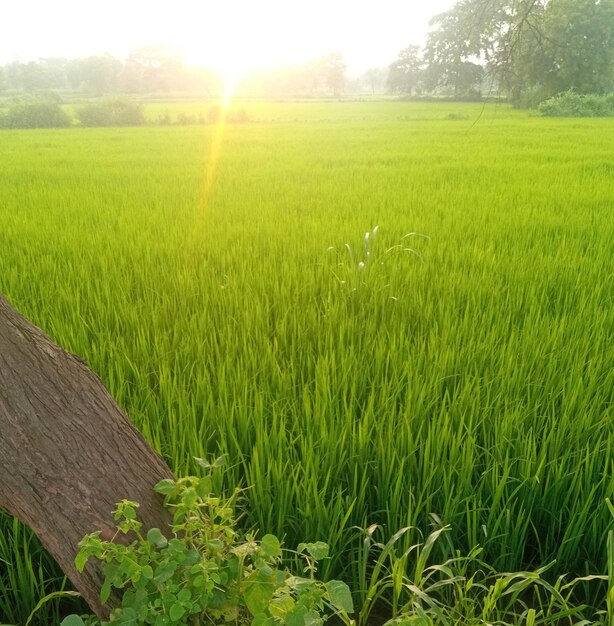 Photo scenic view of field against sky