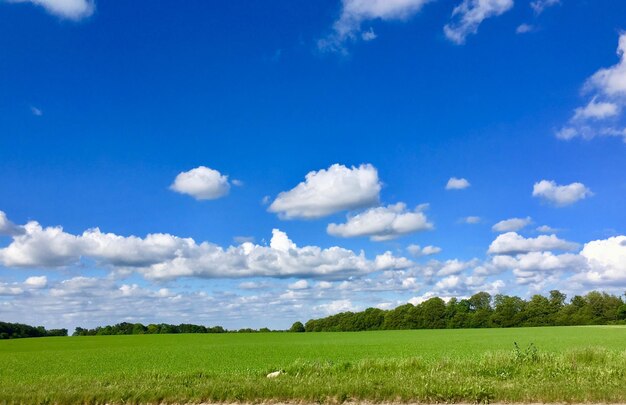 Foto vista panoramica del campo contro il cielo