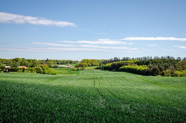 Foto vista panoramica del campo contro il cielo