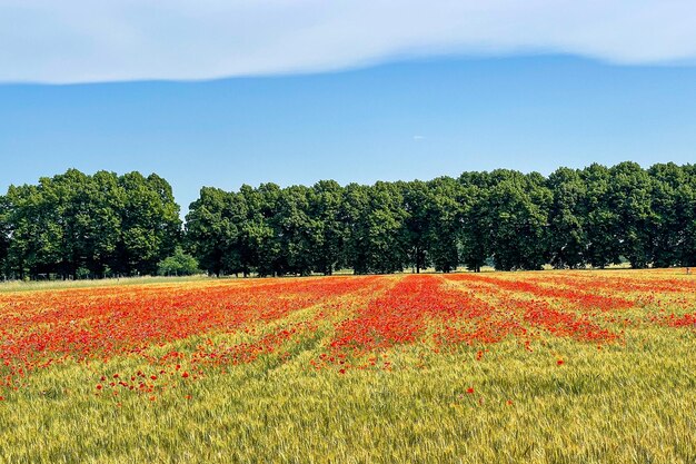 Scenic view of field against sky