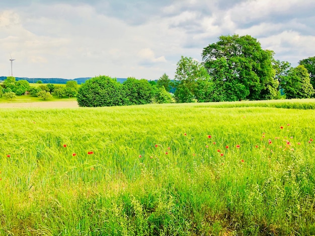 Photo scenic view of field against sky