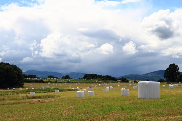 Foto vista panoramica del campo contro il cielo