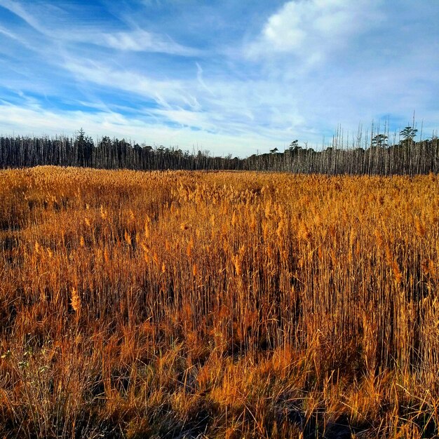 Photo scenic view of field against sky