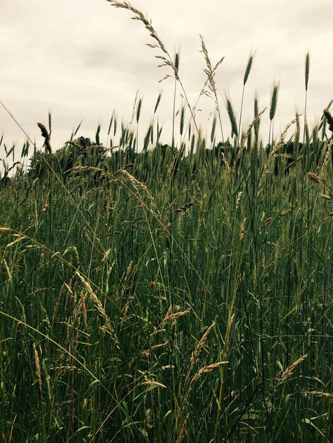 Photo scenic view of field against sky