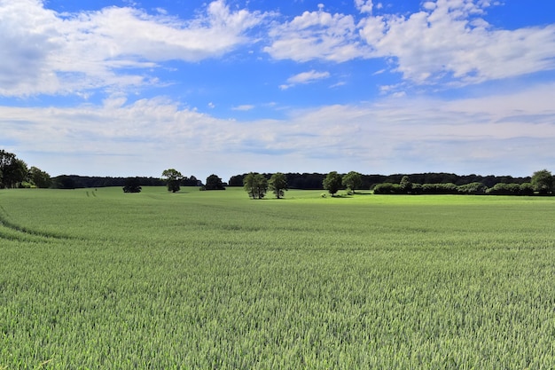 Foto vista panoramica del campo contro il cielo