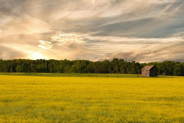 Foto vista panoramica del campo contro il cielo