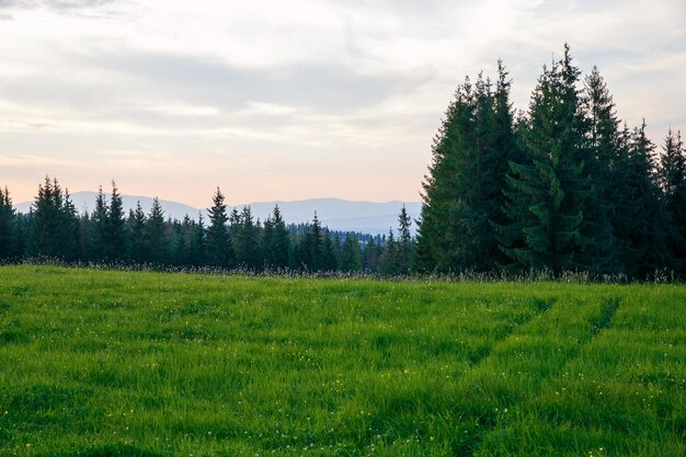 Photo scenic view of field against sky