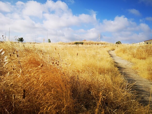 Scenic view of field against sky